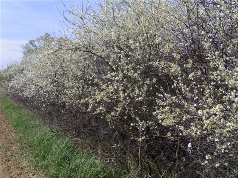 200704091677 .jpg